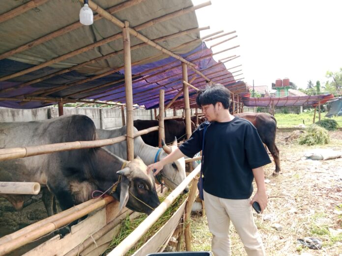 Lapak penjualan sapi kurban di Tigaraksa, Kabupaten Tangerang